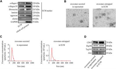 The Extracellular Matrix Enriched With Exosomes for the Treatment on Pulmonary Fibrosis in Mice